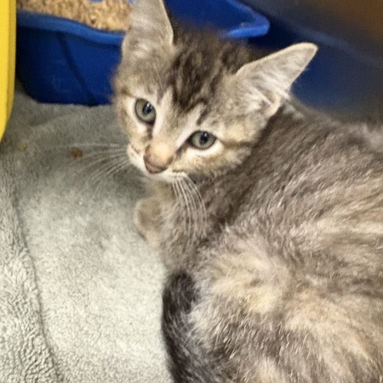 Amora, an adoptable Domestic Medium Hair in Garden City, KS, 67846 | Photo Image 1