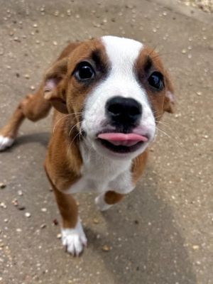 Chips Hound Dog