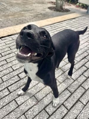 Meet Orion a charming canine who exudes an aura of sweetness that is simply irresistible Despite h
