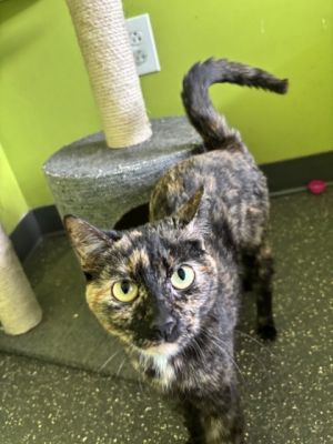 Hello there Im Amaris My days are filled with play naps and purrs Im not just a cat Im a