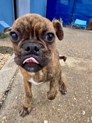 Nugget Pug Dog
