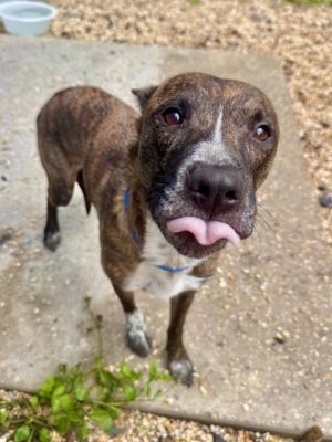 Hello Im Penny My days are filled with dreams of belly rubs long walks and a cozy bed Im a
