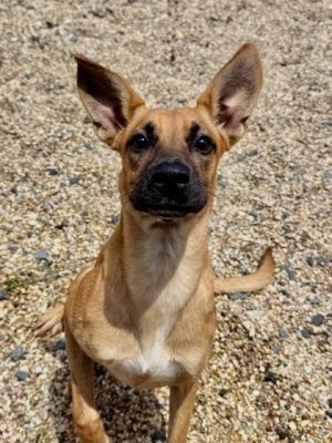 Hello Im Lily Im still young full of energy and love Every day is a new adventure for me I