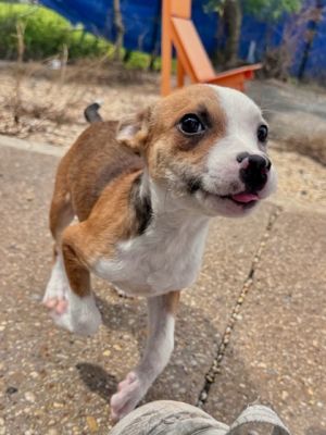 Hello Im Fish a friendly and sweet puppy I love to play fetch chase my tail and give lots of