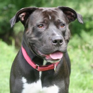 McDreamy, Adult Male Mixed Breed