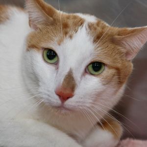 Totally Kyle, Adult Male Domestic Short Hair