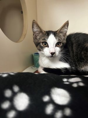 Ice Cream Domestic Short Hair Cat