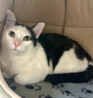 Oh-hi Im Spencer Im the sweet spotted gentleman in the cozy corner politel