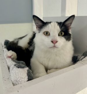 Hey there Im Winston-the fluffy one The friendly one The one who will defini