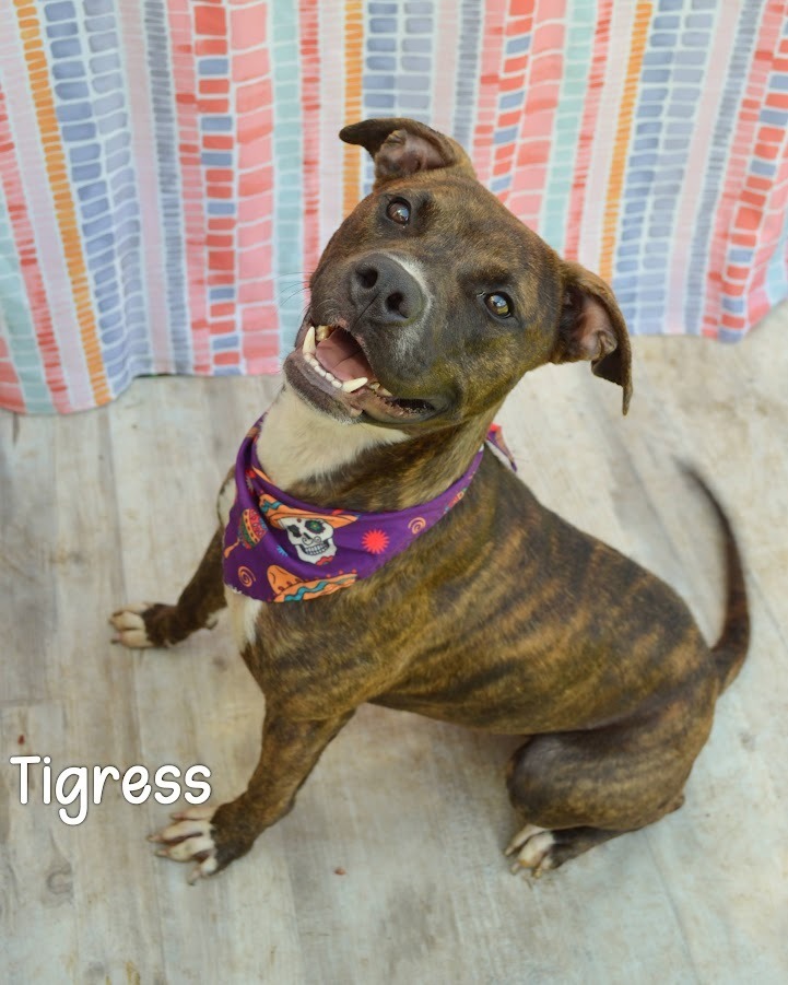 Tigress