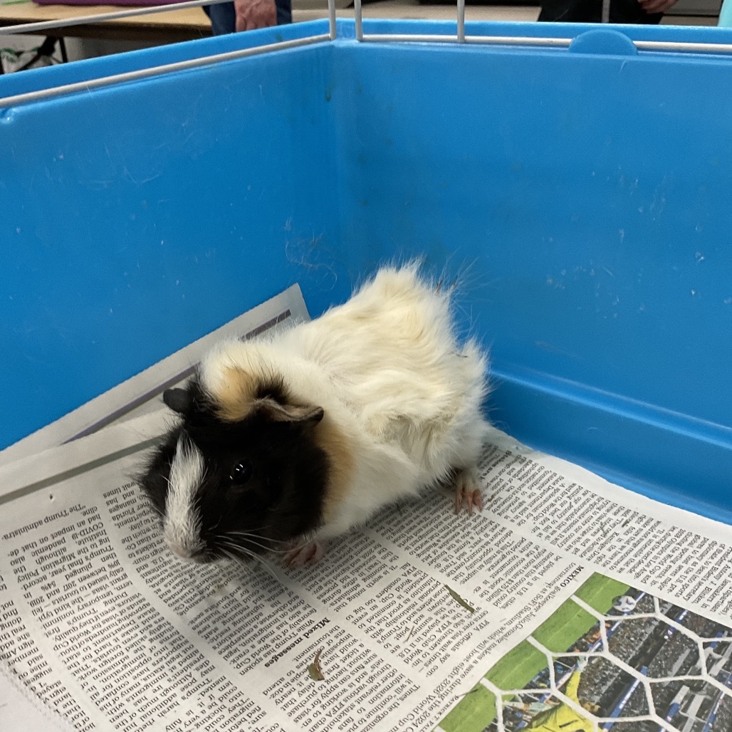 Baby Squeaks