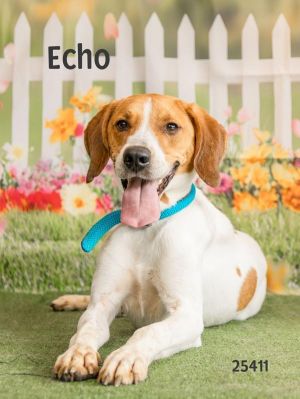 Echo is a handsome affectionate boy whos ready to find his forever home With his calm demeanor an
