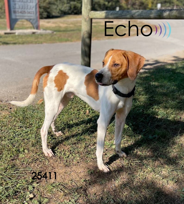 Echo