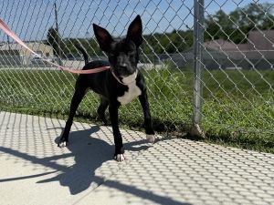 Larry, Young Male Labrador Retriever