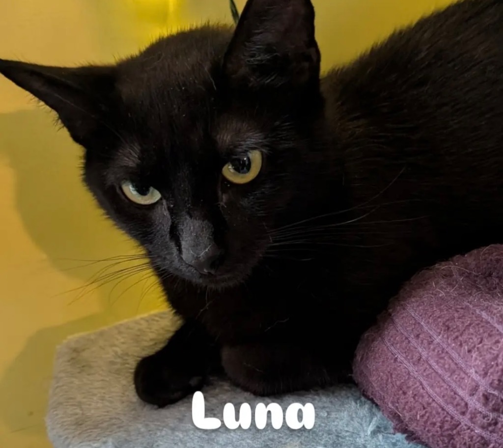Luna Starks