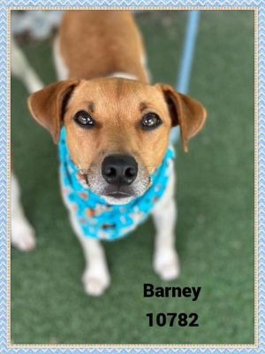 Primary Color Brown Secondary Color White Weight 20lbs Age 6yrs 0mths 0wks Animal has been Neute