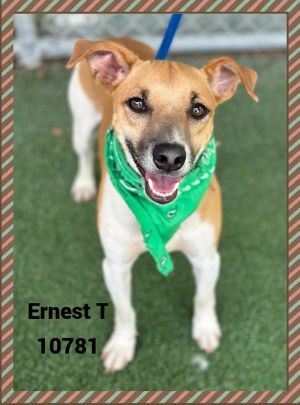 Primary Color Brown Secondary Color White Weight 2025lbs Age 6yrs 0mths 0wks Animal has been Ne