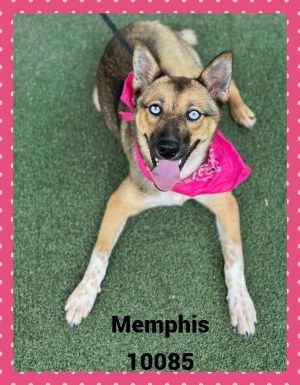Primary Color Tri Color Weight 357lbs Age 0yrs 6mths 3wks Animal has been Spayed