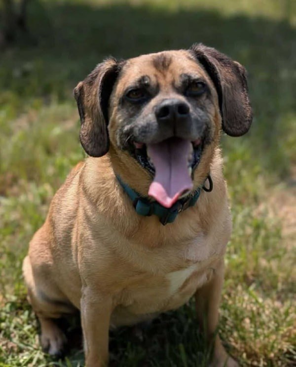Dexter, an adoptable Pug, Beagle in Keswick, ON, L4P 3G1 | Photo Image 1