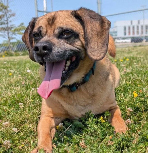 Dexter, an adoptable Pug, Beagle in Keswick, ON, L4P 3G1 | Photo Image 2