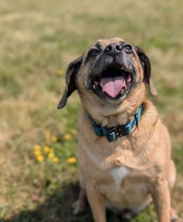 Dexter, an adoptable Pug, Beagle in Keswick, ON, L4P 3G1 | Photo Image 3