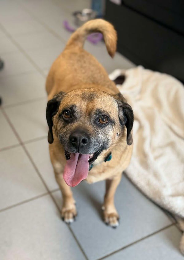 Dexter, an adoptable Pug, Beagle in Keswick, ON, L4P 3G1 | Photo Image 4