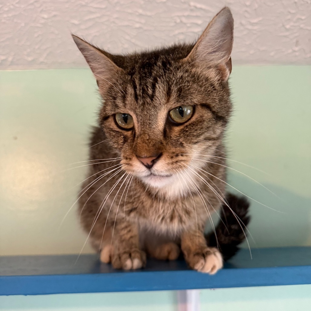 Nigel CWPM-052601, an adoptable Domestic Short Hair in West Point, MS, 39773 | Photo Image 2