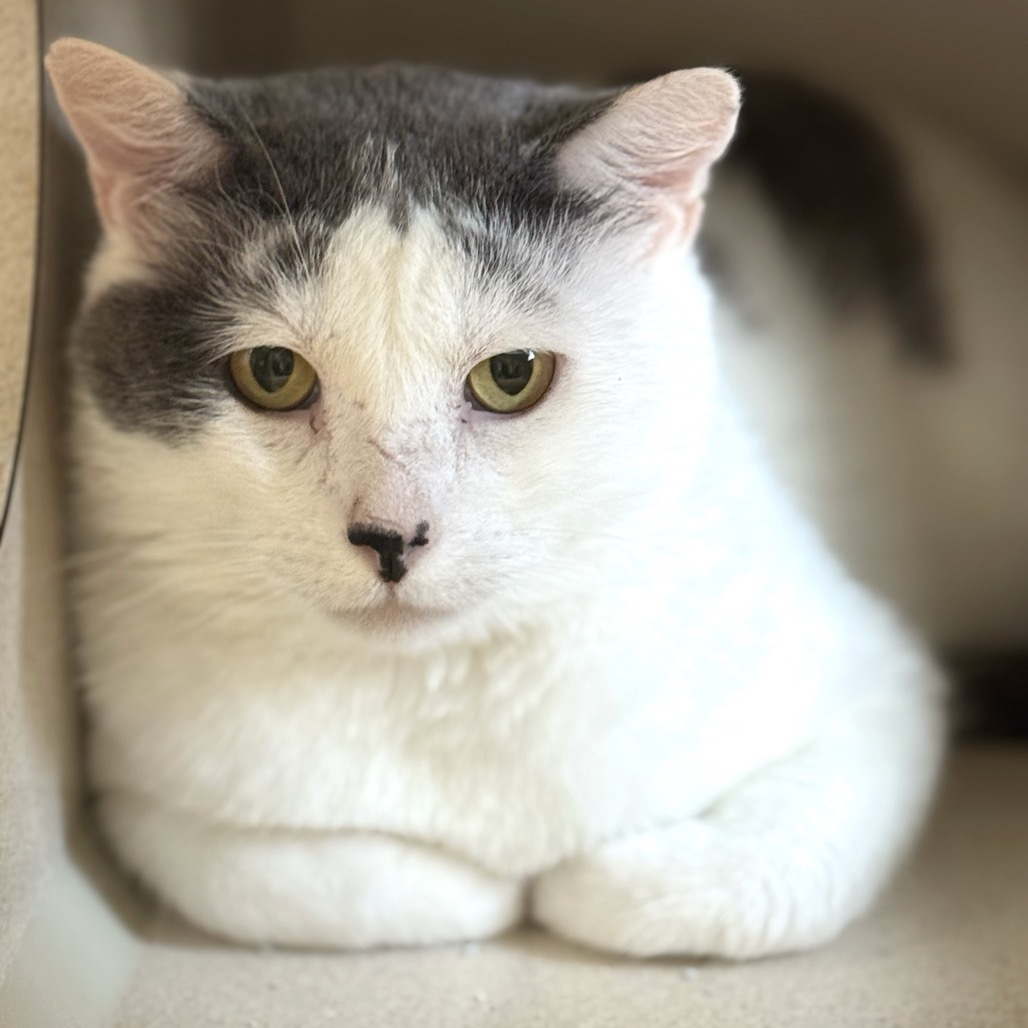 Pacino, an adoptable Domestic Short Hair in Pagosa Springs, CO, 81147 | Photo Image 1