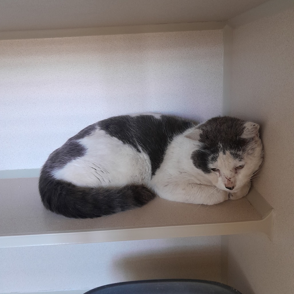 Pacino, an adoptable Domestic Short Hair in Pagosa Springs, CO, 81147 | Photo Image 2