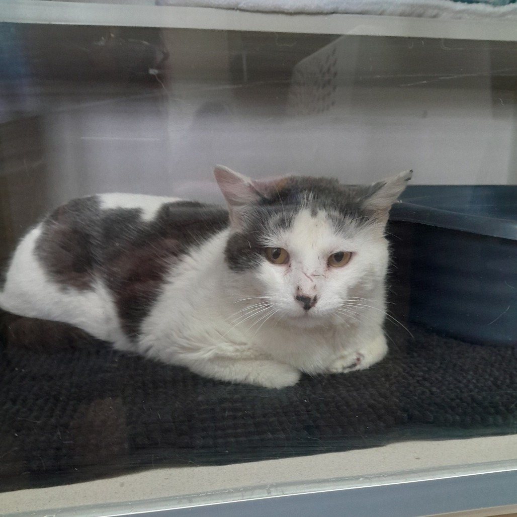 Pacino, an adoptable Domestic Short Hair in Pagosa Springs, CO, 81147 | Photo Image 4