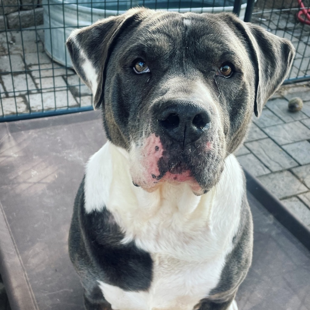 Ricky, an adoptable Mastiff in Nampa, ID, 83686 | Photo Image 1