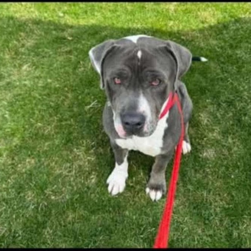 Ricky, an adoptable Mastiff in Nampa, ID, 83686 | Photo Image 2