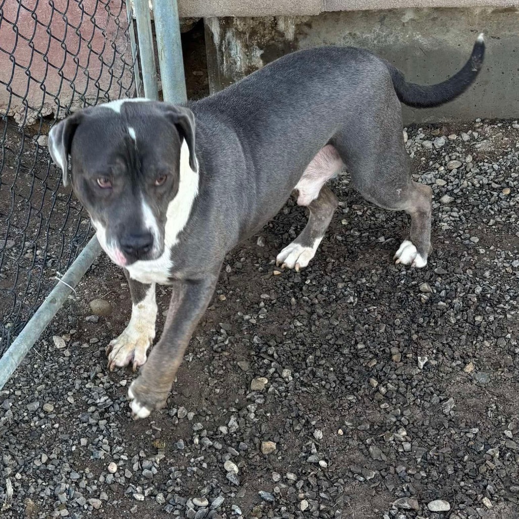 Ricky, an adoptable Mastiff in Nampa, ID, 83686 | Photo Image 3