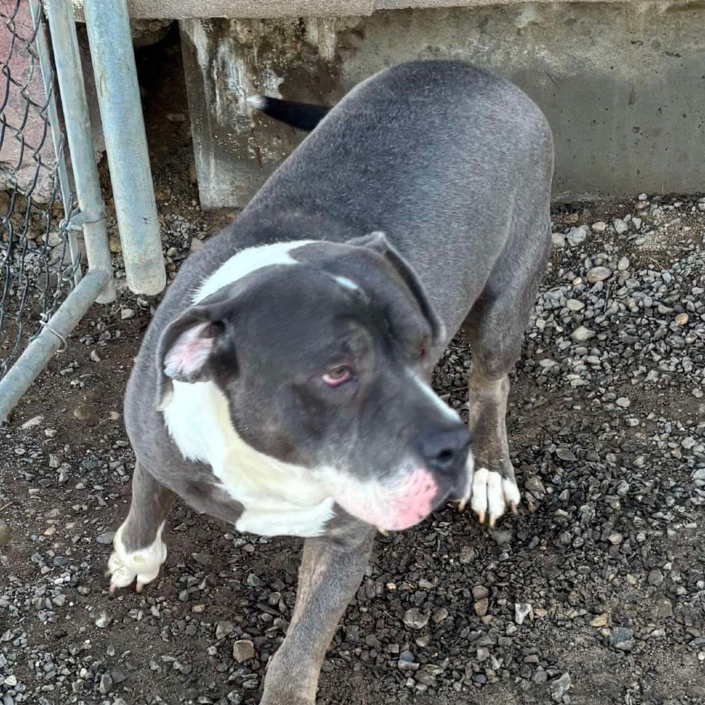 Ricky, an adoptable Mastiff in Nampa, ID, 83686 | Photo Image 4