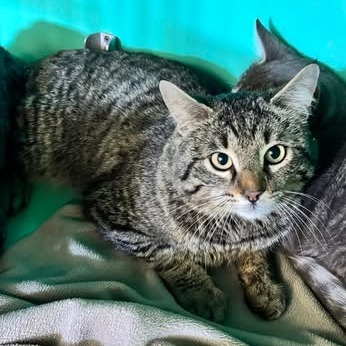 Slick, an adoptable Domestic Short Hair in Nampa, ID, 83686 | Photo Image 1