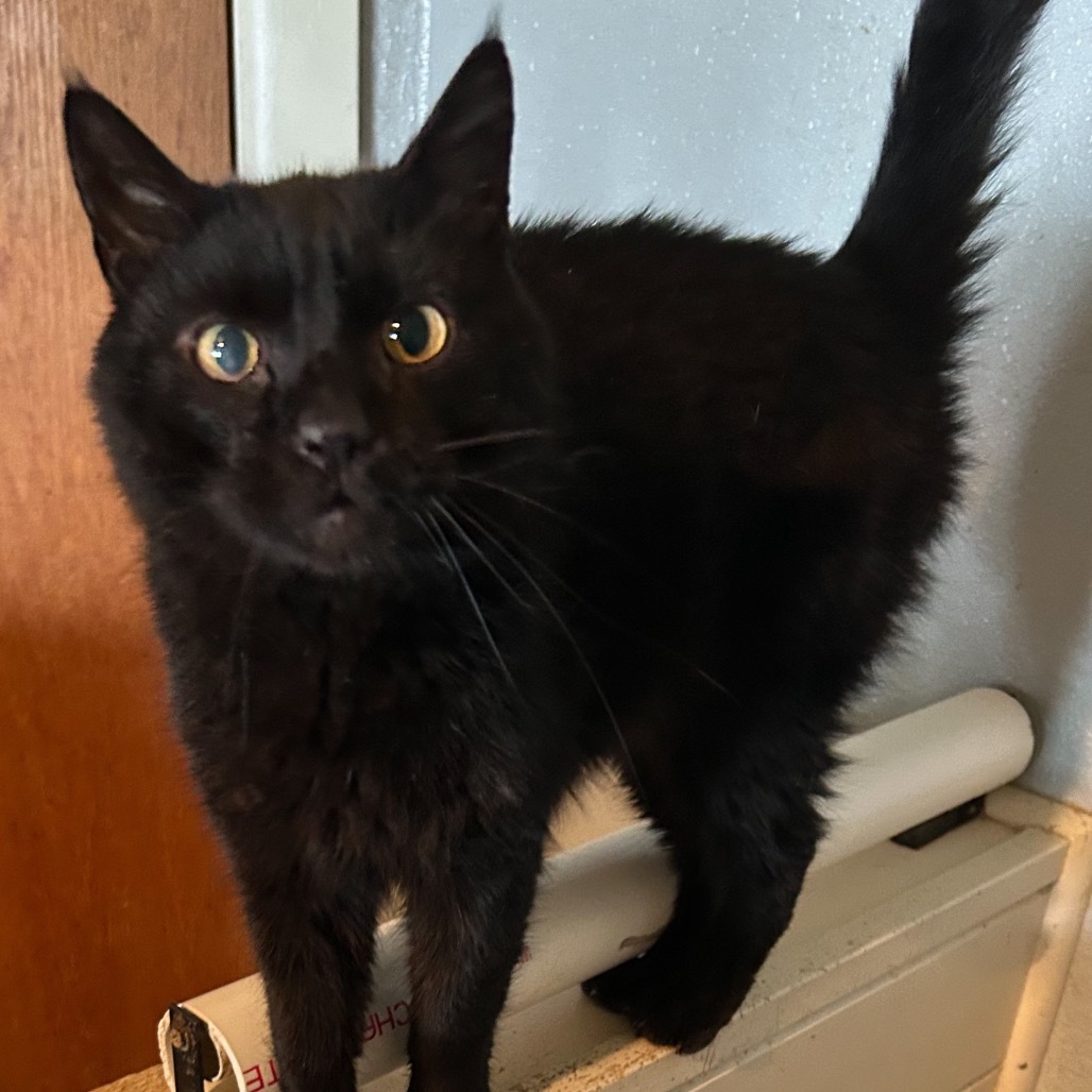 Galileo, an adoptable Domestic Short Hair in Nampa, ID, 83686 | Photo Image 1