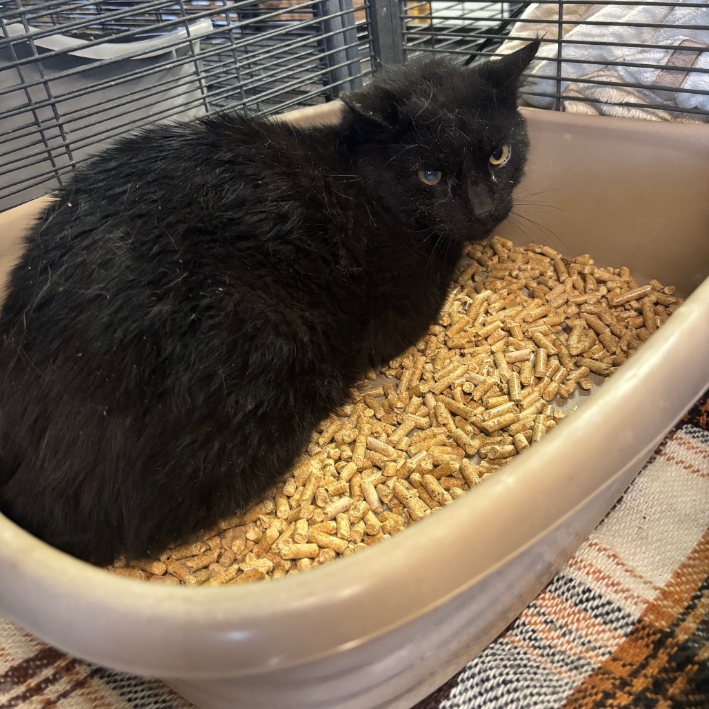 Galileo, an adoptable Domestic Short Hair in Nampa, ID, 83686 | Photo Image 1
