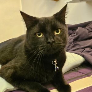 Sammy, Adult Male Domestic Short Hair