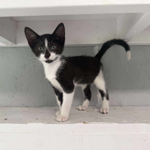 Meeney, Baby Male Domestic Short Hair