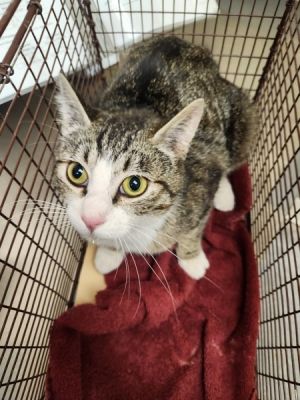 Primary Color Brown Tabby Secondary Color White Weight 798lbs