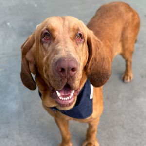 Ruby Bloodhound Dog