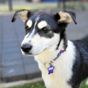Say hello to the Cheese Dogs Each of these husky mix pups is sweet playful and ready to continue 