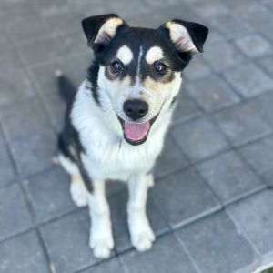 Say hello to the Cheese Dogs Each of these husky mix pups is sweet playful and ready to continue 