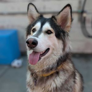 Erza Siberian Husky Dog