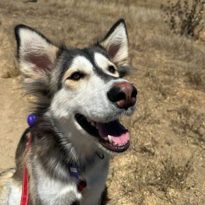 Have you ever met a magical dog-one with a calm spirit and a gentle heart Meet Erza one of the