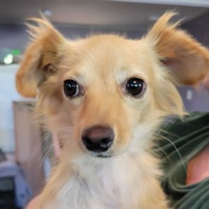 Bambi is a very sweet 10 lb small breed dog looking for a forever home Bambi was found with her