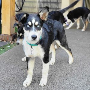 Brie Husky Dog