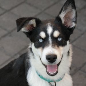 Say hello to the Cheese Dogs Each of these husky mix pups is sweet playful and ready to continue 