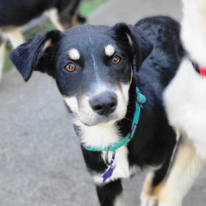 Gouda Husky Dog