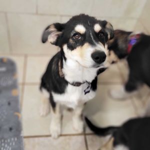 Jack Husky Dog